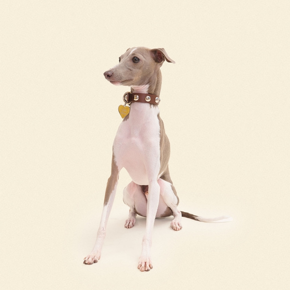 XS Little Beast x Lisa Says Gah Collab Leather Dog Collar